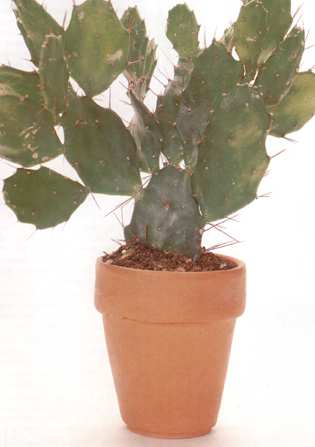 Opuntia îngrijire, cultivare, udare, plantare acasă