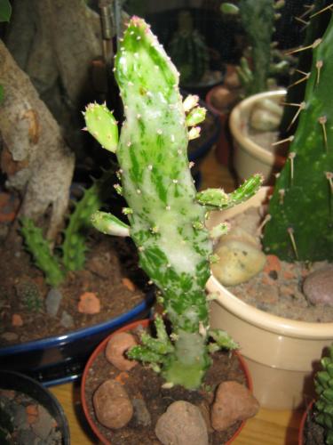 Opuntia îngrijire, cultivare, udare, plantare acasă