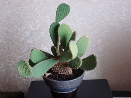 Opuntia îngrijire, cultivare, udare, plantare acasă