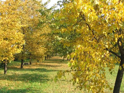 Aspen sau plop tremura - populus tremula l