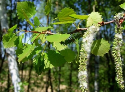 Aspen - plante medicinale - incendiate