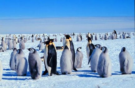 Odihnă și excursii la Antarctica - aveți nevoie de viză pe acest continent