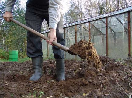 Ovine de grajd ca îngrășământ