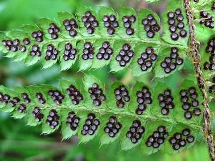 Fern grădină - plantare și îngrijire, reproducere, iernare