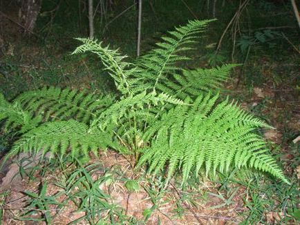 Fern în pădure - o plantă misterioasă din cele mai vechi timpuri