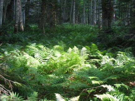 Fern az erdő - rejtélyes növény ősidők