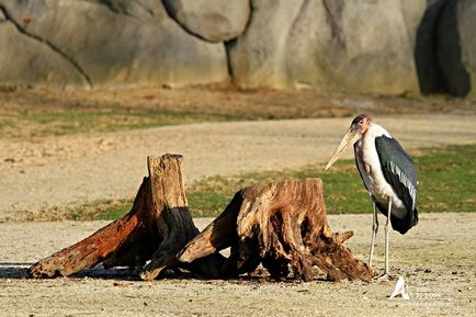 Paris Zoo