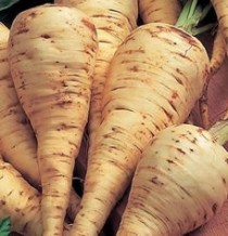 Pasternak - cultivând un parsnip de legume în grădină