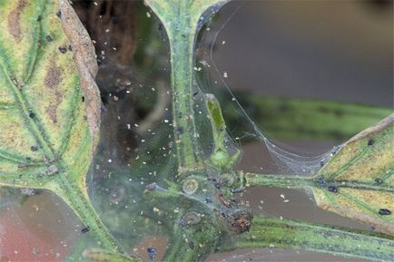 Spider web pe piper este mai periculos și cum să-l lupte