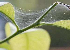 Acarianul spider pe mătase, măsurile de combatere a acestui ghid practic pentru a combate inamicul invizibil!