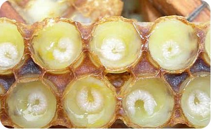Бджолине молочко - медичний портал eurolab