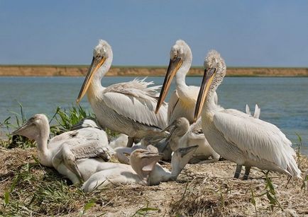 Pelican (pelecanus) descriere, nutriție, specie, fotografie, reproducere