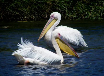 Pelican (pelecanus) leírás, élelmiszer, kilátás, fotó, reprodukció