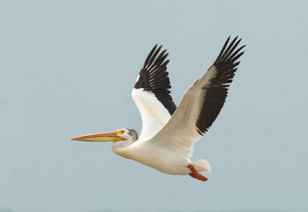 Pelican (pelecanus) descriere, nutriție, specie, fotografie, reproducere