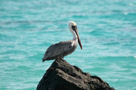 Pelican (pelecanus) descriere, nutriție, specie, fotografie, reproducere