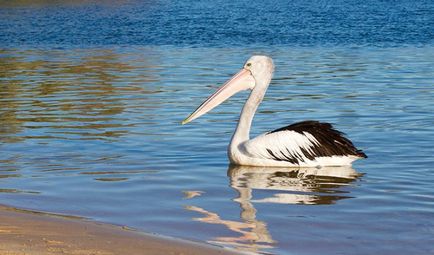 Pelican (pelecanus) descriere, nutriție, specie, fotografie, reproducere