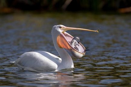 Pelican (pelecanus) descriere, nutriție, specie, fotografie, reproducere