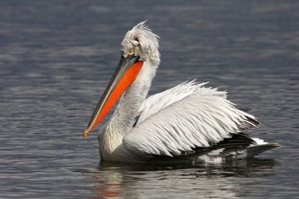 Pelican (pelecanus) descriere, nutriție, specie, fotografie, reproducere