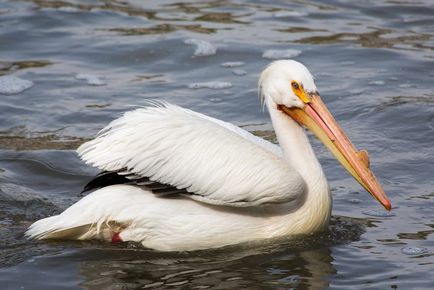 Pelican (pelecanus) descriere, nutriție, specie, fotografie, reproducere
