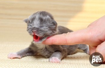 Hypothermia az újszülött cica, étvágytalanság