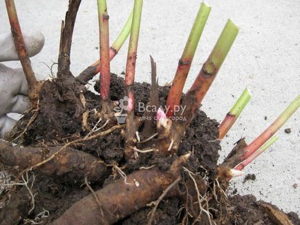 Transplantarea și divizarea perenelor bulbous, tuberous, rizom