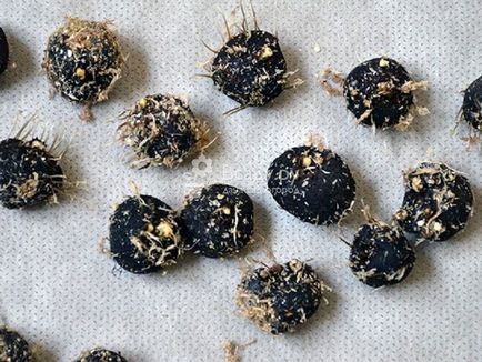 Transzplantációs és Division évelő izzó, gumó, rizóma (gumó) Átültetést és elosztjuk évelő izzó, gumó, rizóma