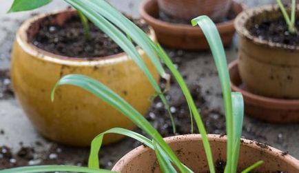 Plantarea plantelor de interior