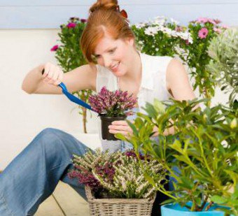 Plantarea plantelor și a caracteristicilor plantelor interioare