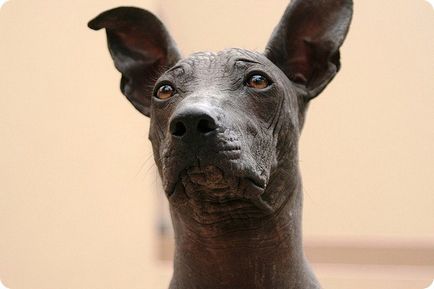 Перуански Hairless Dog, фотография перуански без козина куче