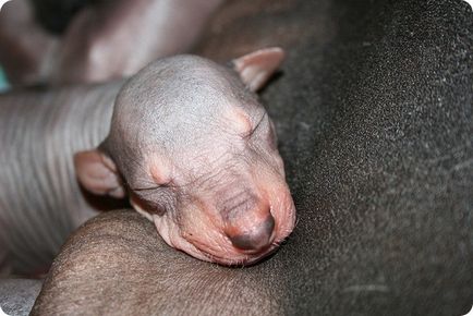 Câine gol peruvian, fotografii de câine gol peruvian