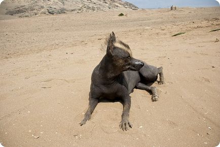 Câine gol peruvian, fotografii de câine gol peruvian