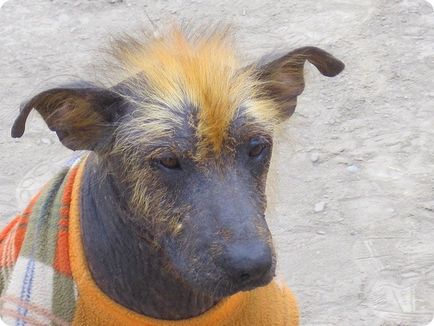 Câine gol peruvian, fotografii de câine gol peruvian