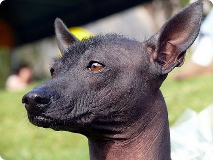 Câine gol peruvian, fotografii de câine gol peruvian