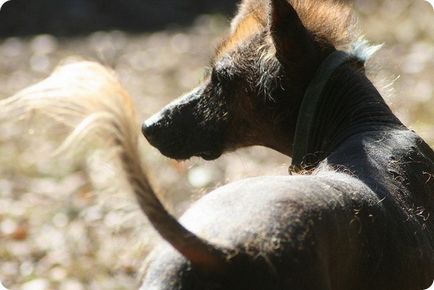 Câine gol peruvian, fotografii de câine gol peruvian