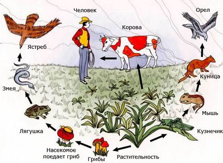 Харчова ланцюг луки, приклад - як скласти