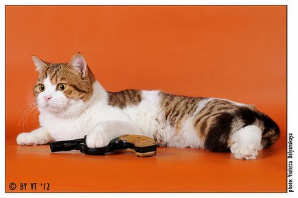Tenyészet skót Fold macska Ellen bolero - gyártók