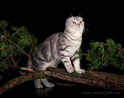 Catelus de pisici Scottish Fold elen-bolero - producători