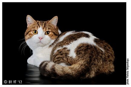 Catelus de pisici Scottish Fold elen-bolero - producători