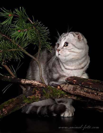 Catelus de pisici Scottish Fold elen-bolero - producători