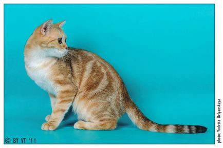 Catelus de pisici Scottish Fold elen-bolero - producători