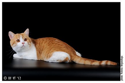 Catelus de pisici Scottish Fold elen-bolero - producători