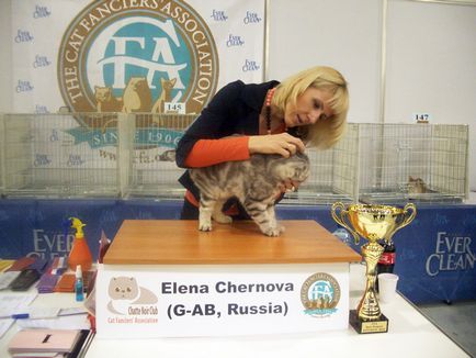 Розплідник шотландських висловухих кішок Елен-болеро - виробники