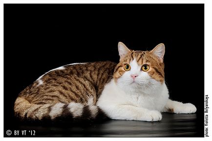 Catelus de pisici Scottish Fold elen-bolero - producători