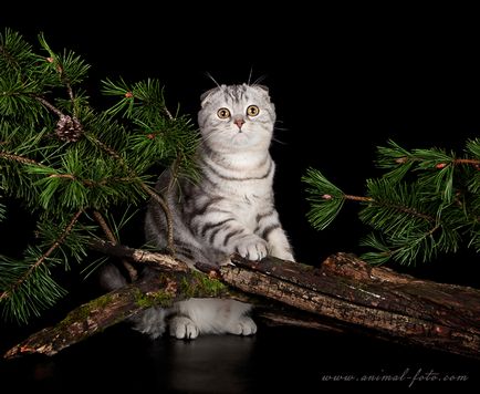 Catelus de pisici Scottish Fold elen-bolero - producători