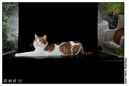 Catelus de pisici Scottish Fold elen-bolero - producători