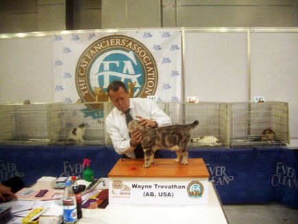 Catelus de pisici Scottish Fold elen-bolero - producători