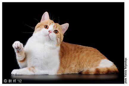 Catelus de pisici Scottish Fold elen-bolero - producători