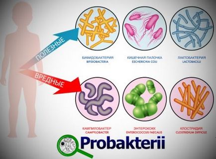 De ce bacteriile pot fi ajutoarele fermierilor