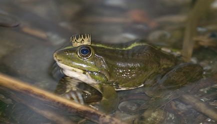 Чому жабу називають царівною - в світі тварин