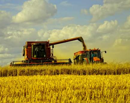 Чому люди перестали перетравлювати пшеницю